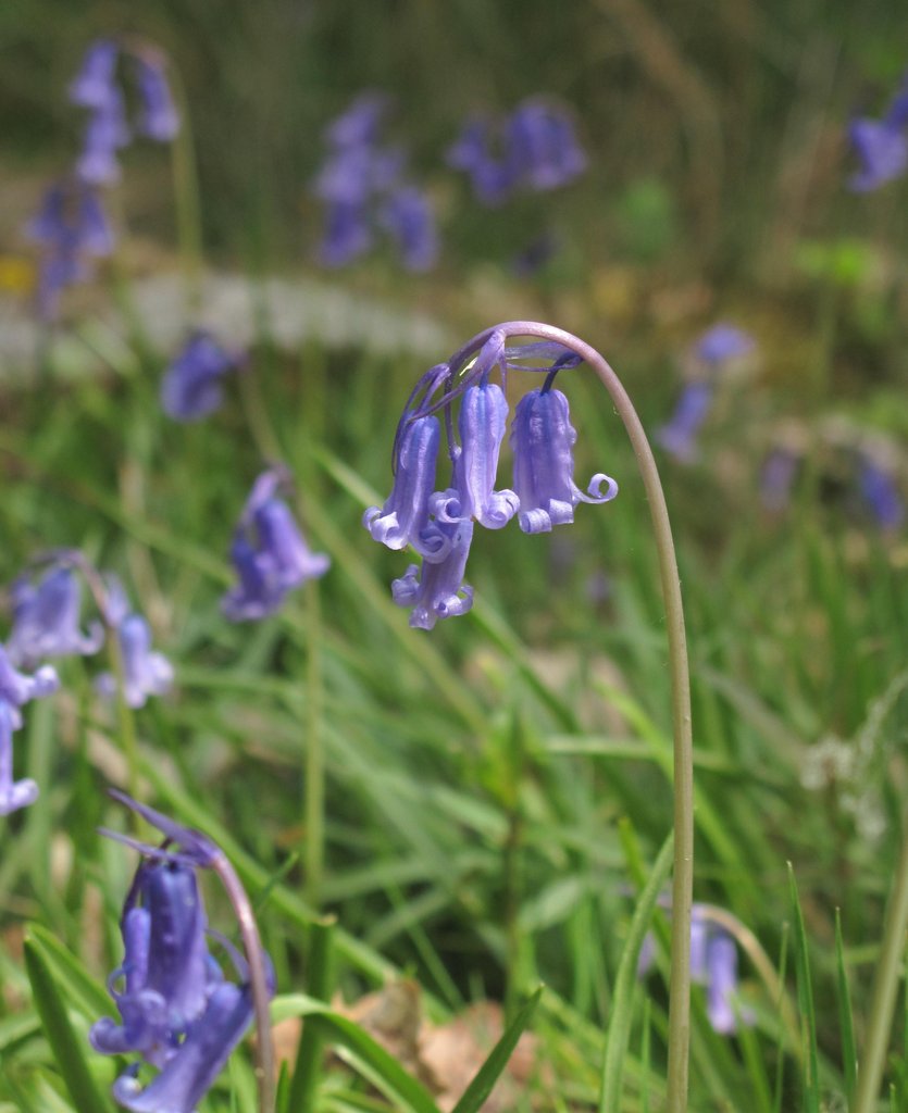 Hyacinthoides non-scripta